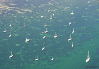eelgrass damage